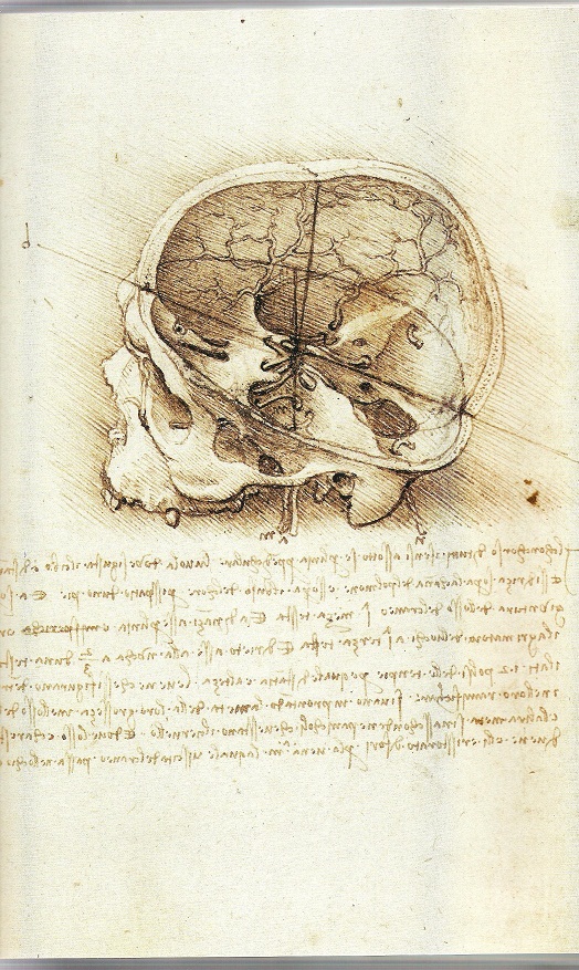 skull-section-leonardo-001.jpg