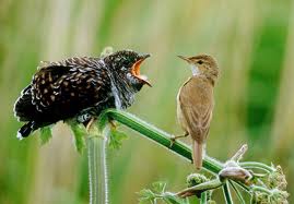 Cuckoo threatening a warbler