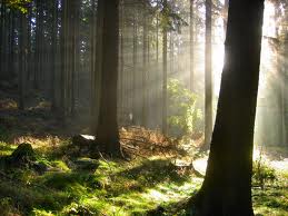Forest light