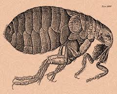 Robert Hooke flea