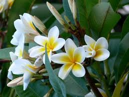 You may prefer a richer frangipani scent...?