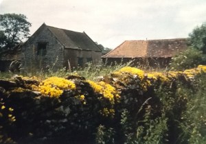 Stone Crop, dereliction and one cold tap