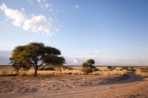 Botswana-typical landscape