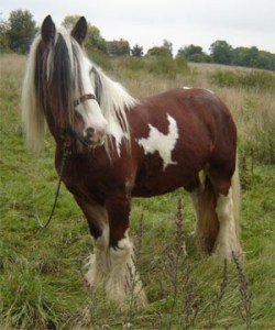 Sole and Soul Comfort for  the heroes of Nuisance Value