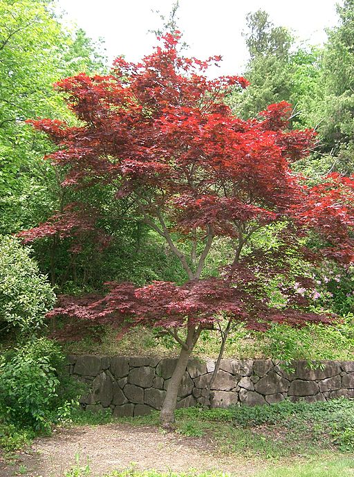 A Life in&nbsp;Trees