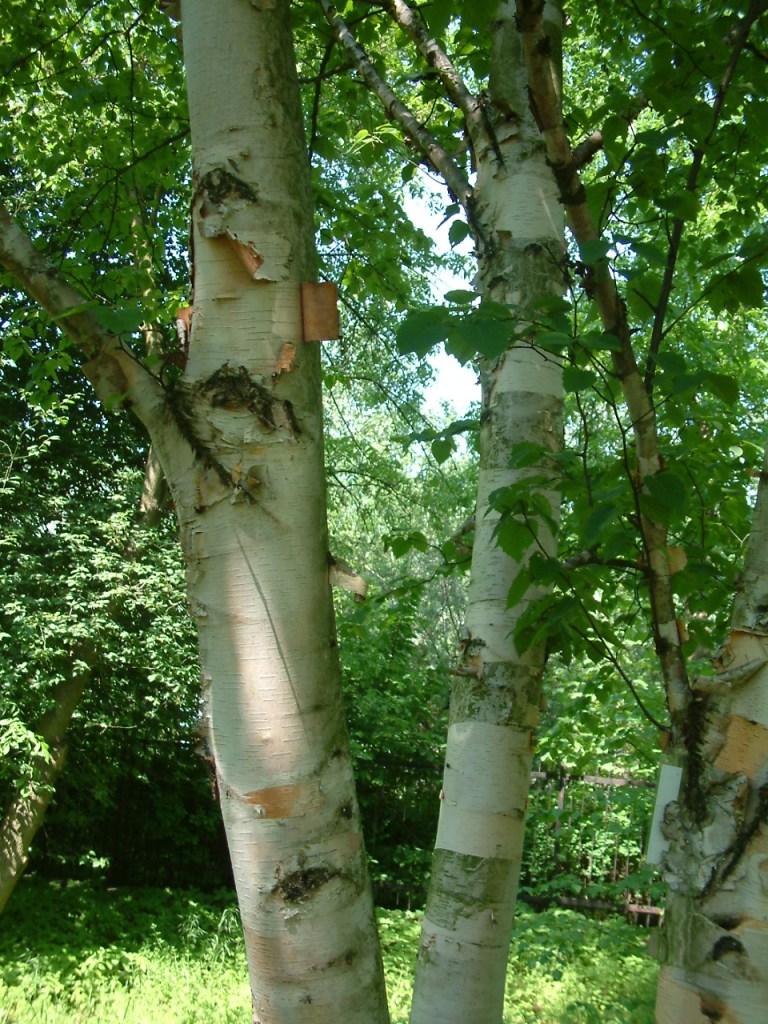 Betula papyrifera