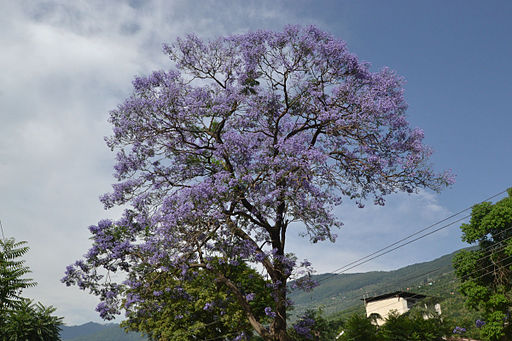 JacarandaTreeIndia